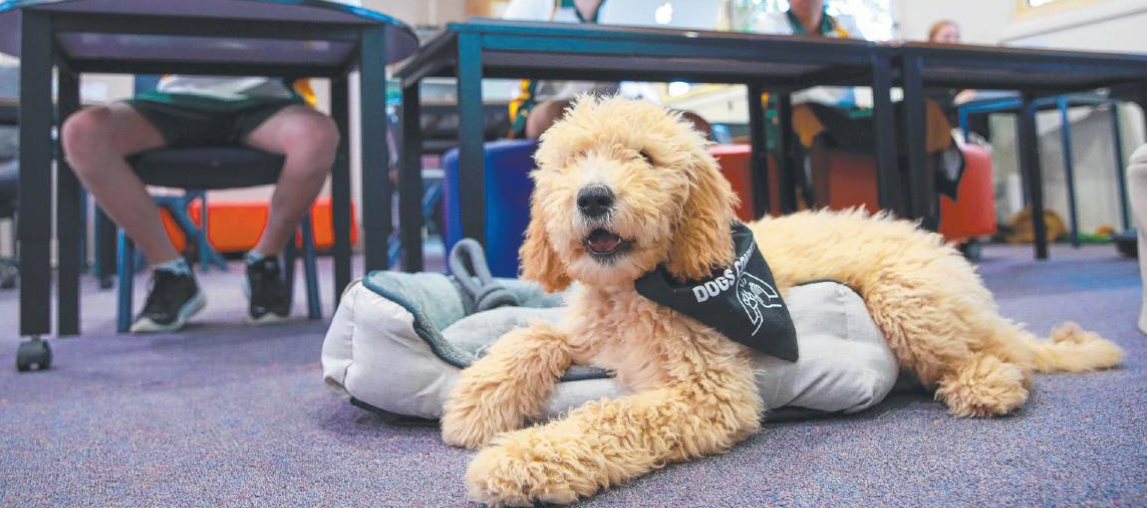 Paws & Progress: Welcoming Our New School Wellbeing Dog!